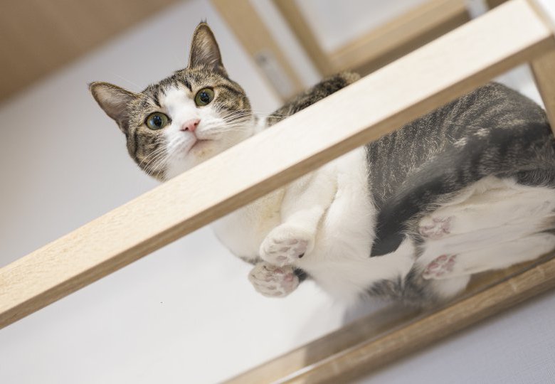 【最新】ペットと暮らす施工事例追加しました