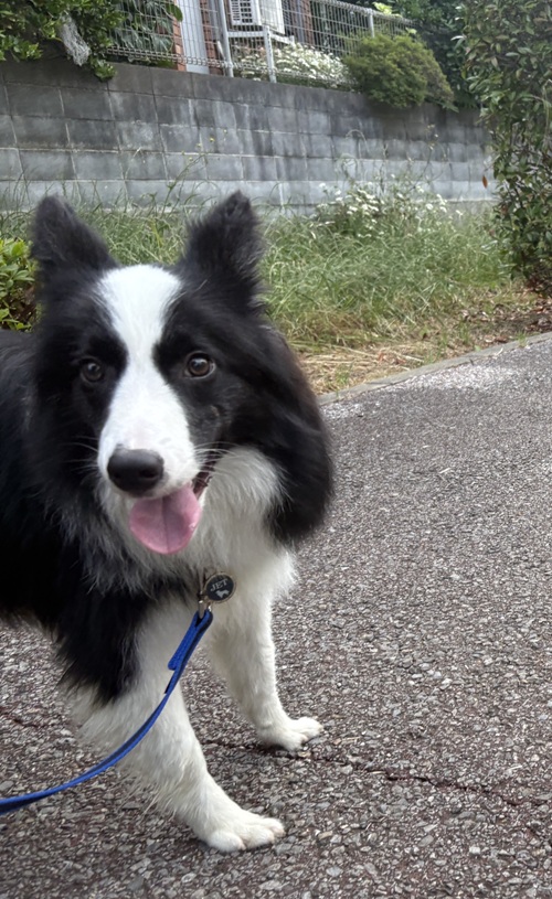 犬1