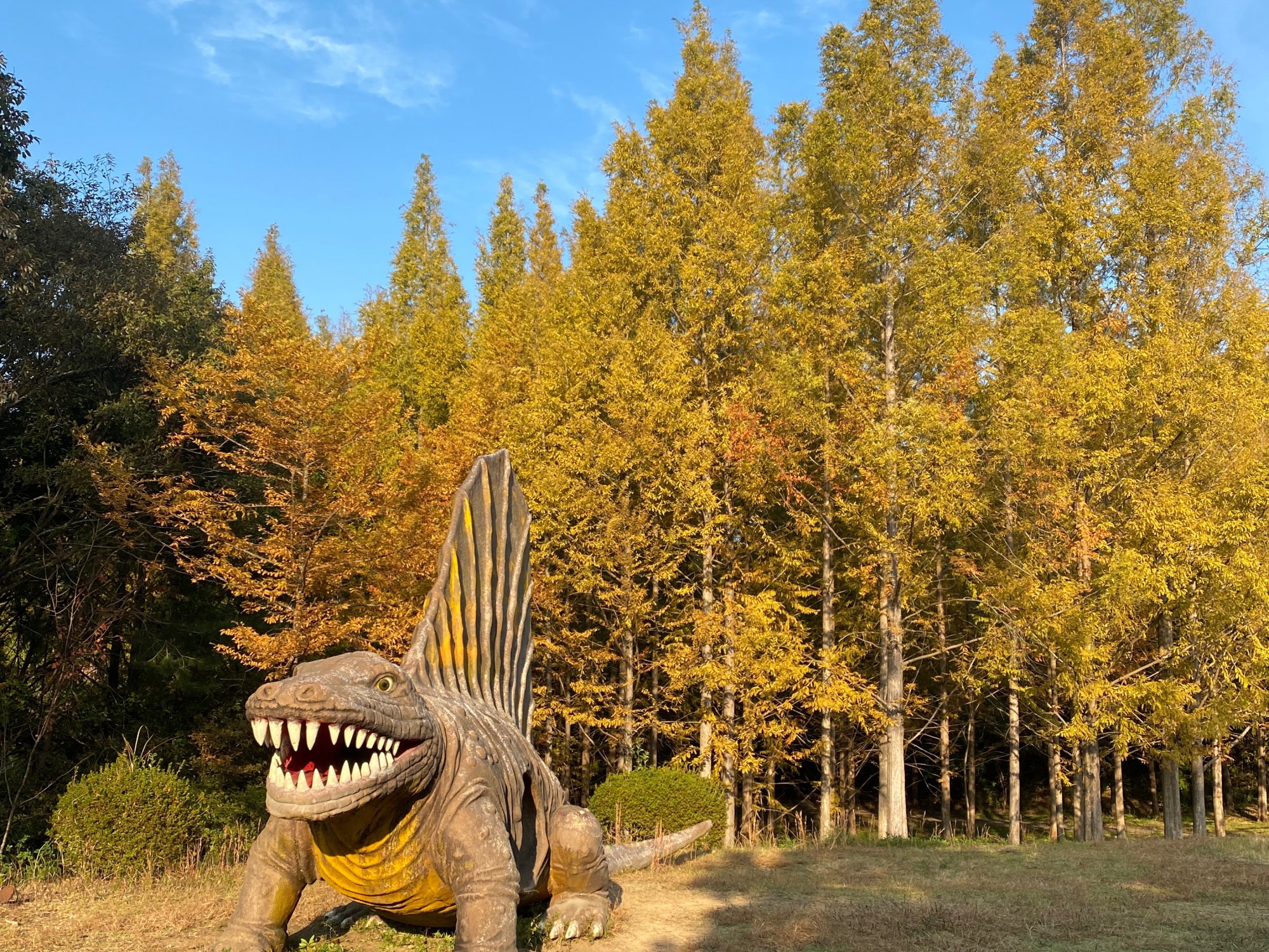 メタセコイアの樹