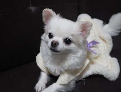 我が家のワンちゃんの誕生日