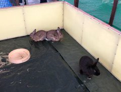 ふれあい動物ランド　開催！