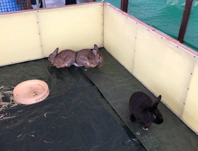 ふれあい動物ランド　開催！