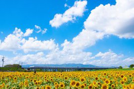 夏季休業期間のお知らせ