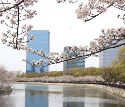 お花見