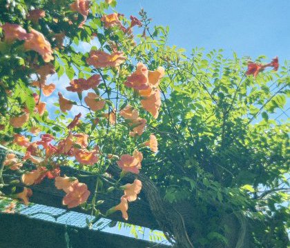 夏