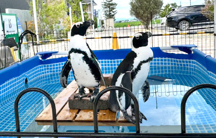 ペンギンさんがやってきた！！