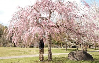 山形も桜の季節になりました🌸